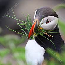 Atlantic Puffin at Elliston, Newfoundland, Canada