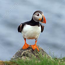Atlantic Puffin at Elliston, Newfoundland, Canada