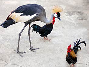 Unusual Pets / Friends!