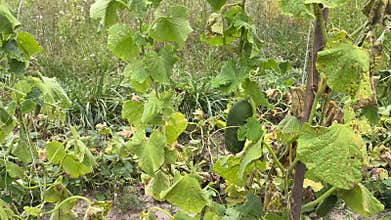 Overgrown cucumbers hanging on tied vines in autumn garden after main harvest showing end of growing season in rural