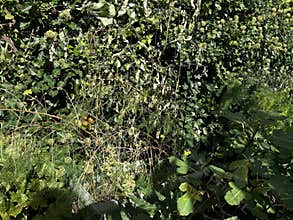 Dense green ivy blankets old garden fence and wall, with climbing vines