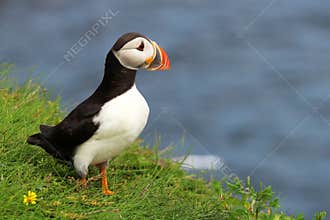 Atlantic Puffin at Elliston, Newfoundland, Canada