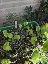 Cucumber plants growing in raised garden bed with dark soil and green