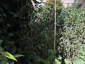 Sunlit tomato vines climb wooden stakes and trellises in dense backyard garden