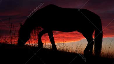 Horse Backlit Sunset