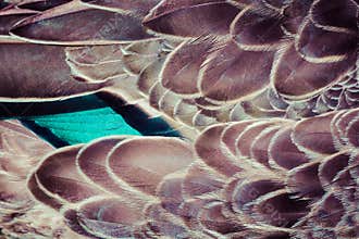 Mallard (Anas platyrhynchos) duck feathers background texture