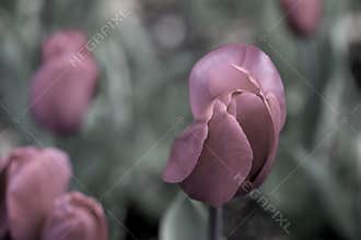 Red Tulips in a Field Desaturated to Purple