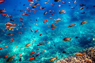 Underwater landscape