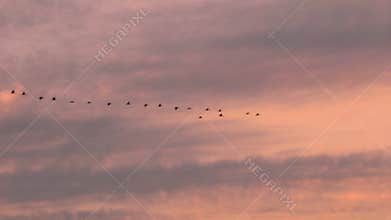 Flying cranes during sunrise near Bisdorf, Germany