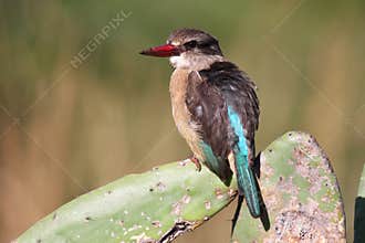 Brownhooded Kingfisher