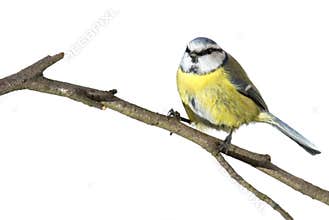 Blue tit