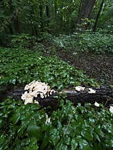 Moist woodland floor with fallen log covered by pale bracket fungi, dense