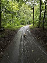Small shaggy dog walking along wet woodland path under tall green trees