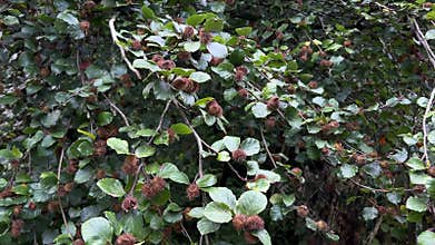Close Up of Beech Nuts Growing on a European Beech Tree.