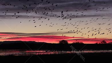 Snow Geese Sunrise Flyout