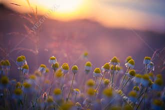 Beautiful field with camomile at the sunset