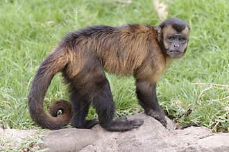 Prego Monkey
