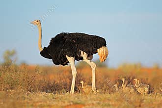 Ostrich with chicks