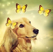 Dachshund dog with butterflies