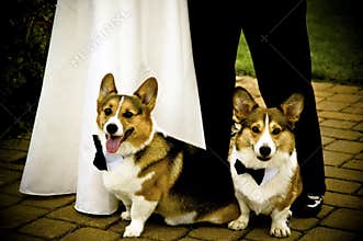 Two Corgi Dogs serve as Best Men at a Summer Wedding