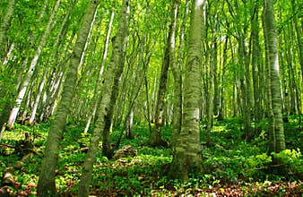 Beech grove