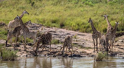 Small herd of Giraffes drinking water in Kruger National Park