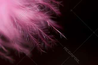 Pink Feathers
