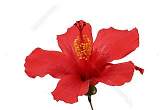 Tropical Hibiscus