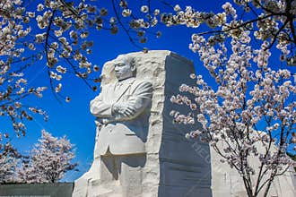 Martin Luther King Jr Memorial Framed by Cherry Blossoms