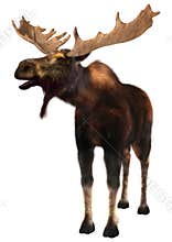 Moose