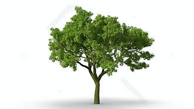 Growth of large green tree white mask.