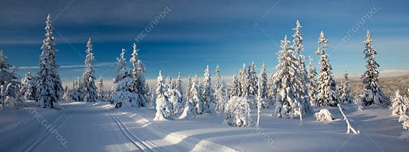 A winter landscape, decorated with cross country skiing trails.