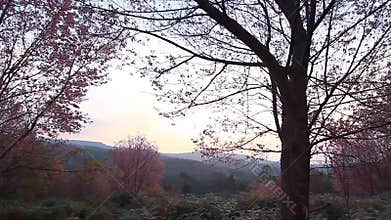 Forest of pink sakura blossoms at Phu Lom Lo mountain, Thailand
