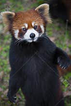 Red panda Ailurus fulgens, also known as Lesser Panda