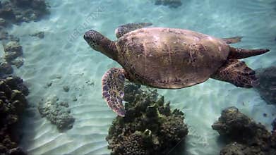 Turtle swimming at leisure, underwater video