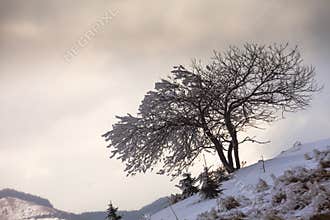Single tree in frost