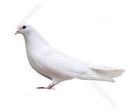 White dove sits isolated