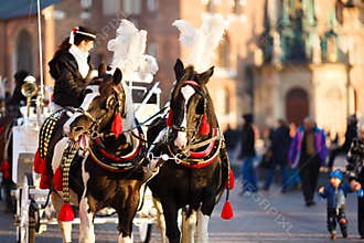Horses in Krakow