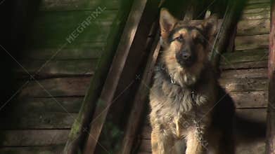 Dog Barking - German Shepard 02