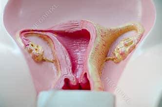 Mimetic female reproductive organ