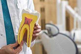 Dental pro shows tooth model to educate patients about dental health and treatments. Teeth and gum health, concept