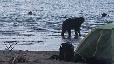 Bear in campsite