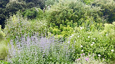 View of the Mediterranean Garden at Kew Gardens with purple cistus flowers and Echium wildpretii, a