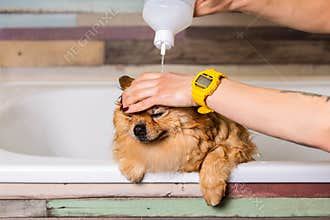 female hand washing dog in bathroom