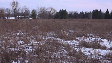 Herd of White-Tailed Deer and Wild Turkeys in a Snow-Dusted Winter Field Near an Old Silo