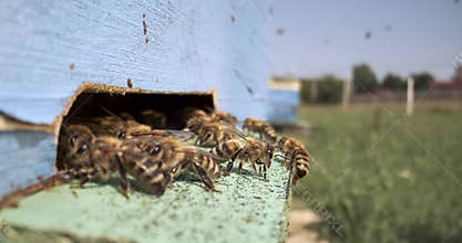 Honey bees fly near a beehive in a slow motion.Bees are best known to humans for their ecological roles as pollinators. Honey bees