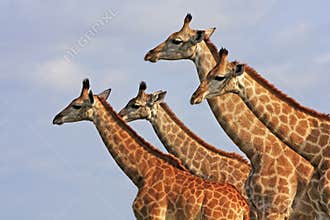 African giraffes