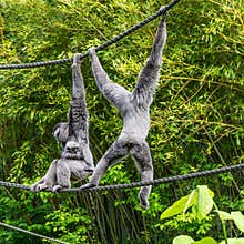 Family of Silvery gibbon, Hylobates moloch in a German park