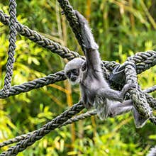 Silvery gibbon baby, Hylobates moloch in a German park