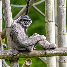 Silvery gibbon, Hylobates moloch in a German park
